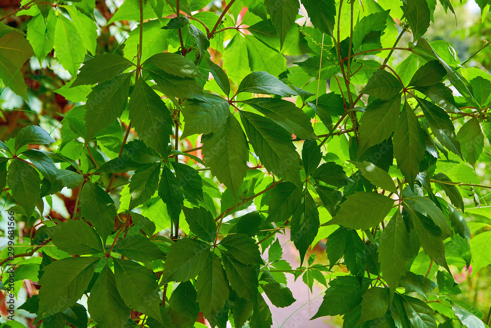 Green leaves of decorative grape closeup in summer. Natural background. Green leaves of decorative grape closeup in summer. Natural background.
