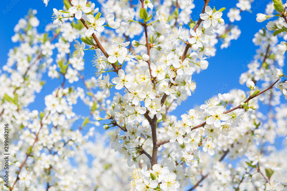 cherry blossom, Japanese spring scenics