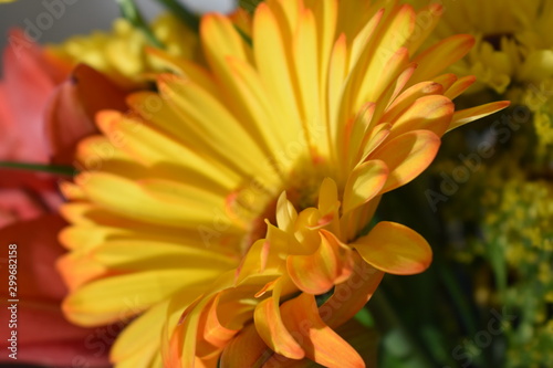 orange flower