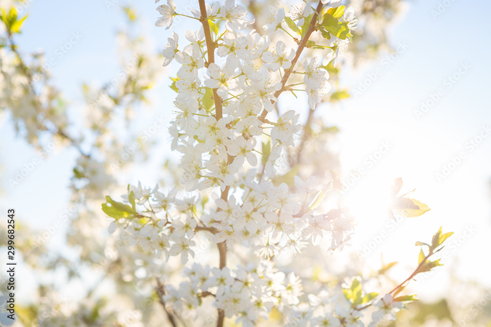 Blooming sakura tree on sky background in garden or park.