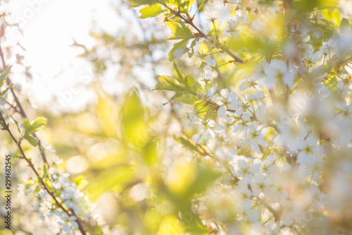 cherry blossom, Japanese spring scenics