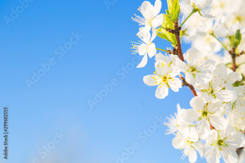 Cherry-tree blossoming over blue sky
