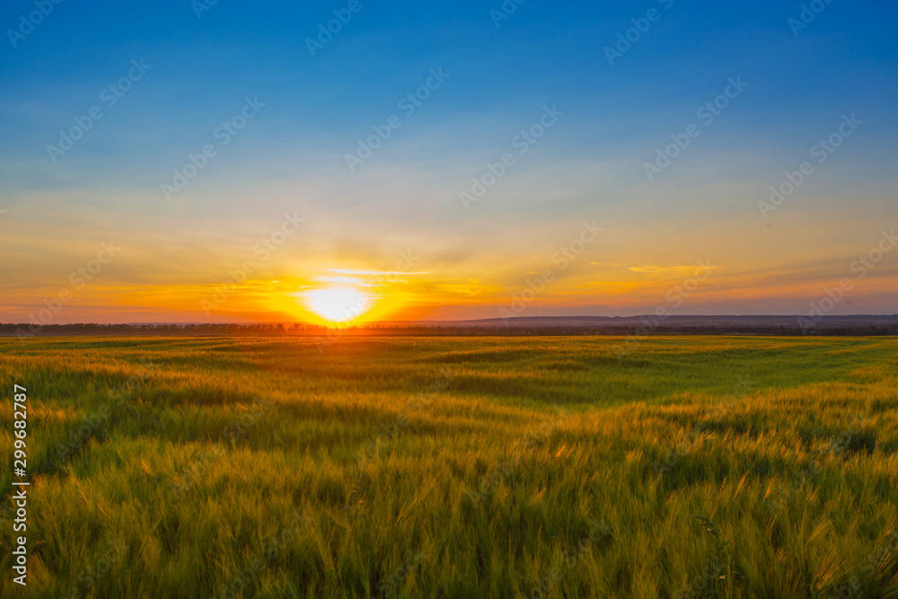 Wheat field at sunset