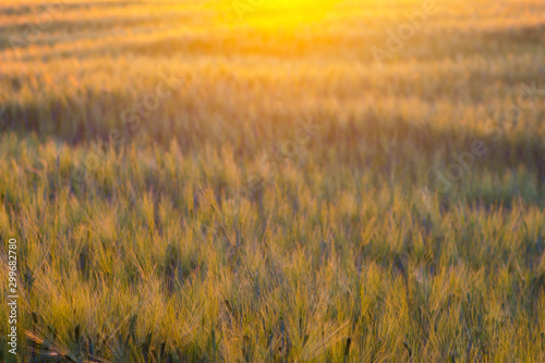 abstract photo of wheat field and bright bokeh lights