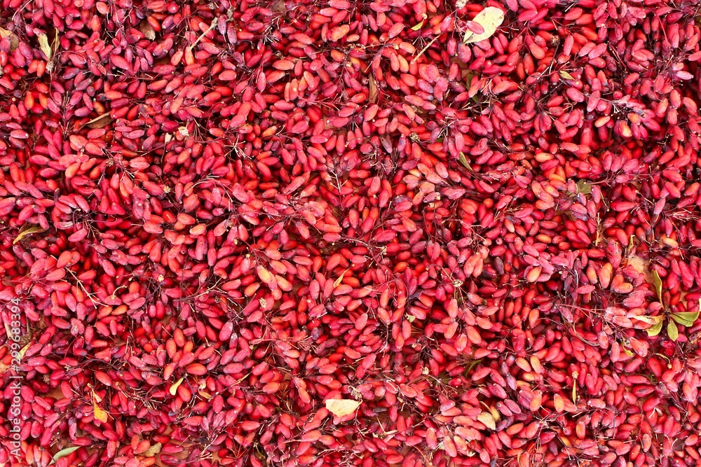 Naklejka premium Background of red ripe barberry