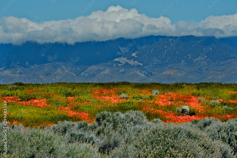 Tehachapi Wildflowers Best Flower Site