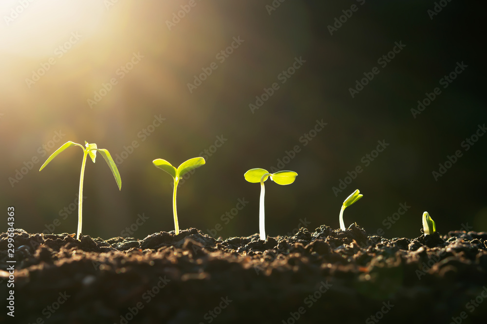 plant growth in farm with sunset background. agriculture seeding growing step concept - obrazy, fototapety, plakaty 