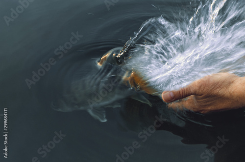 Fotografie Release the fish