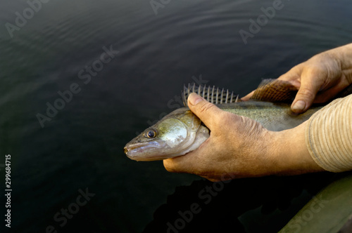 Release the fish. The fisherman's hands direct the caught fish back into the aquatic environment, preserving its life. Wild zander against a background of dark water looks expressively with an eye.