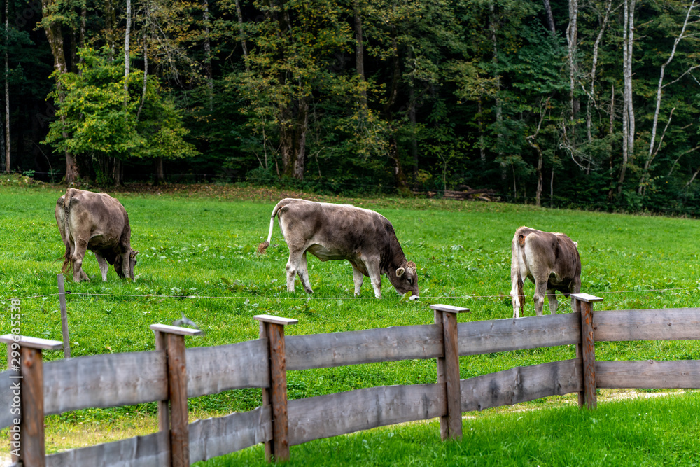 Fototapeta premium Alpine cows grazing on fresh green grass