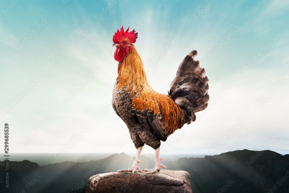 Fotografie, Obraz brown rooster perched on the mountain