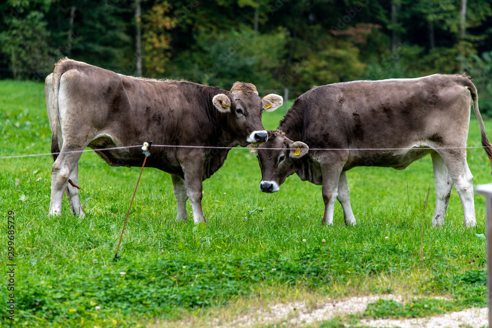 Alpine cows grazing on fresh green grass