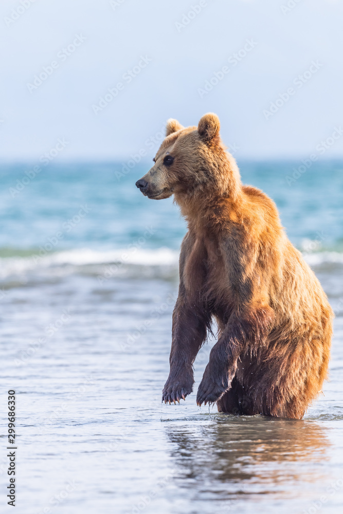 Fototapeta premium Ruling the landscape, brown bears of Kamchatka (Ursus arctos beringianus)