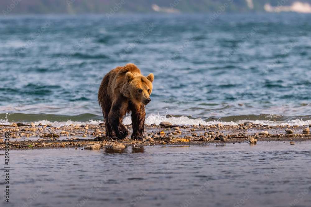 Ruling the landscape, brown bears of Kamchatka (Ursus arctos beringianus) Ruling the landscape, brown bears of Kamchatka (Ursus arctos beringianus)