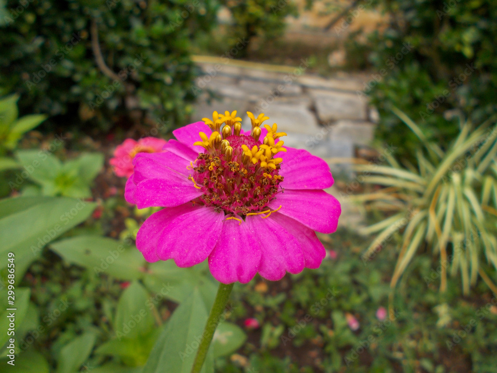 Fototapeta premium Dahlia