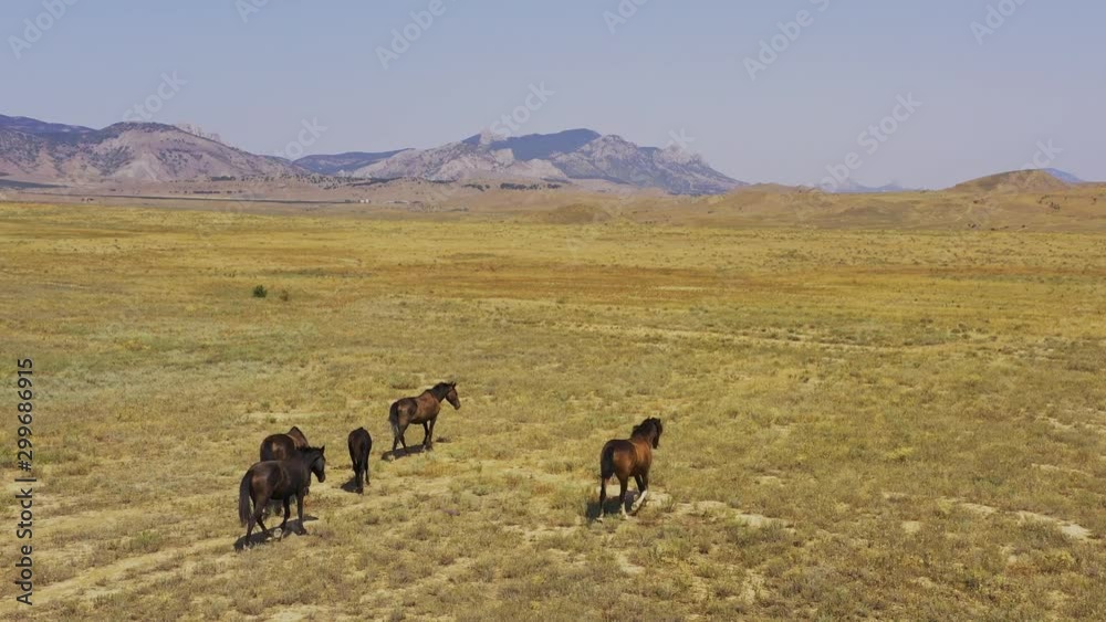 Aerial view wild horses gallop through a dry field in the mountains Aerial view wild horses gallop through a dry field in the mountains
