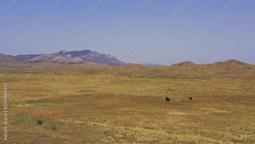 Aerial view wild horses walk across a vast dry field in the desert with hills in the distance Aerial view wild horses walk across a vast dry field in the desert with hills in the distance