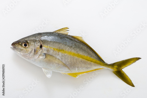 Canvastavla シマアジ、日本産の高級魚