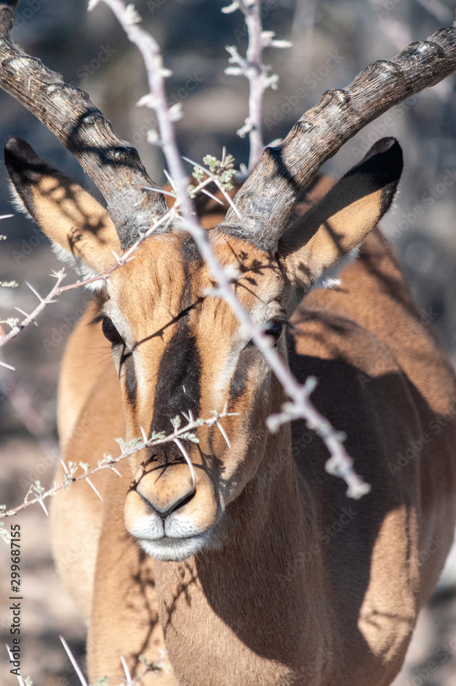 Fototapeta premium Detail of an Impala - Aepyceros melampus- emerging from the bushes of Etosha National Park, Namibia.
