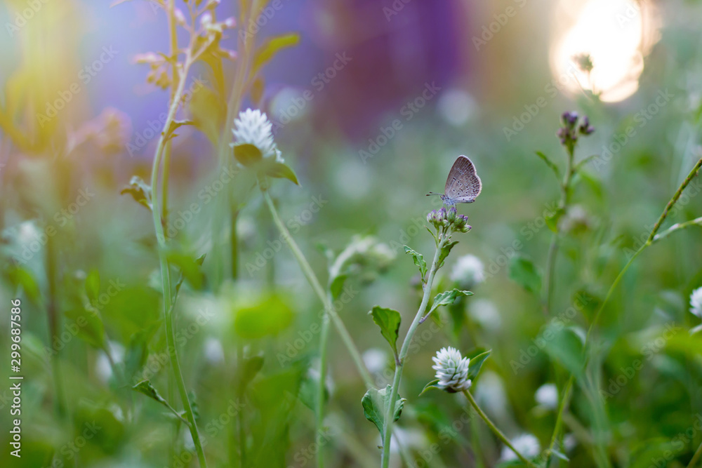 Fototapeta premium Small grass flowers