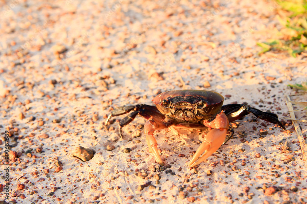 Thai Crab