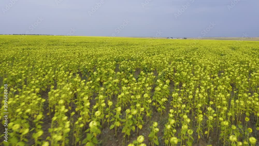 Aerial view sunflowers field Aerial view sunflowers field
