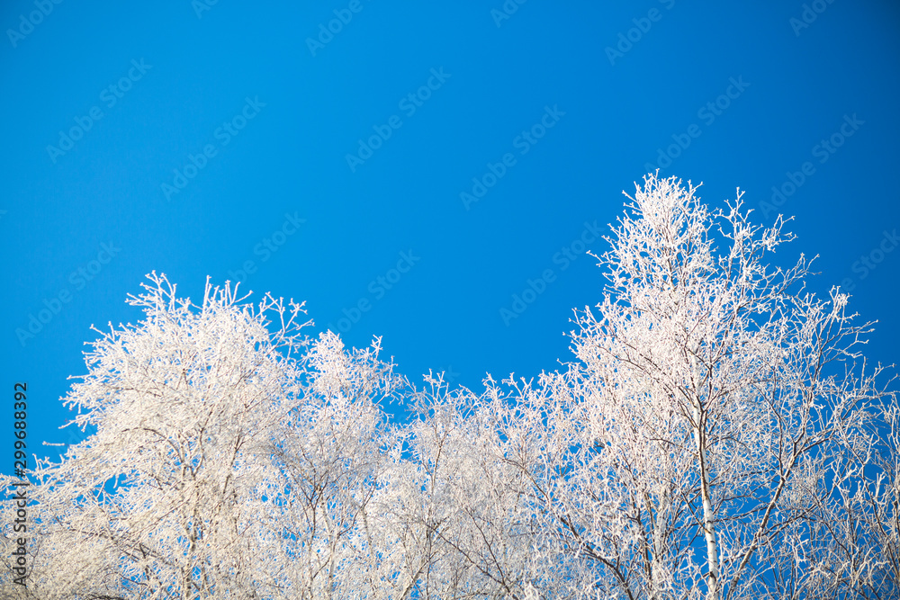 Frost covered birch tree against blue sky Branches covered with snow