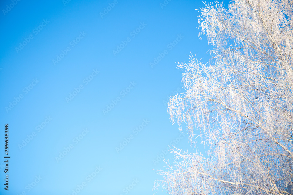 Frost covered birch tree against blue sky Branches covered with snow Frost covered birch tree against blue sky Branches covered with snow