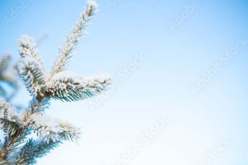Spruce branch in the snow against the blue sky Branches covered with snow