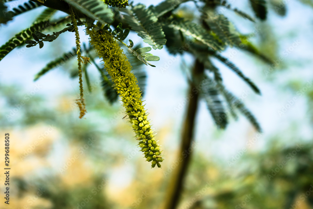 closeup of mulberry or shahtoot  white king fruit is hanging on the tree branches 
