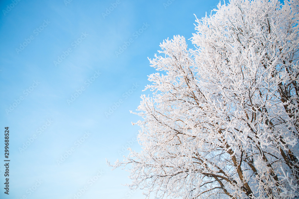 Snow and frost covered tree branches against blue sky Branches covered with snow