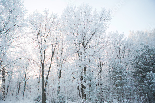 Snow and frost covered tree branches against blue sky Branches covered with snow