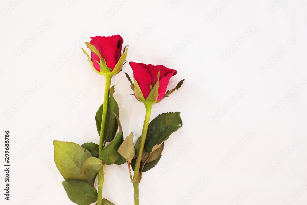 Two nice red roses on white background