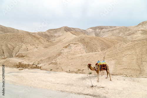 A Camel in the Negev desert of Israel