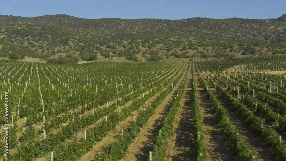 Aerial view stripe green landscape with vineyards in Crimea Aerial view stripe green landscape with vineyards in Crimea