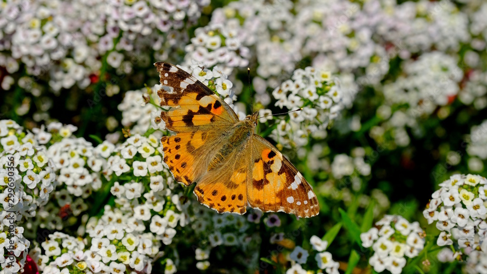 Obraz premium Large butterfly on a flower in a city park. Floral background with insects for the designer