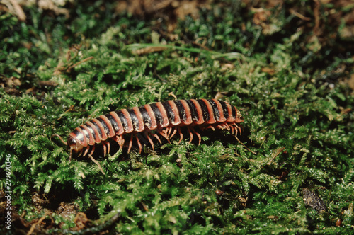 Millipede (Julus) photo