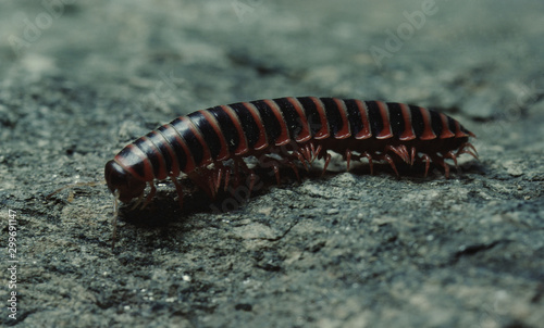 Millipede (Diplopoda) © Liz