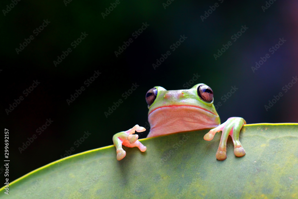 Naklejka premium dumpy frog, green tree frog, papua green tree frog