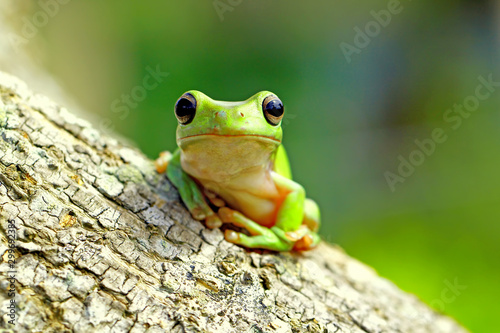 Fototapeta dumpy frog, green tree frog, papua green tree frog