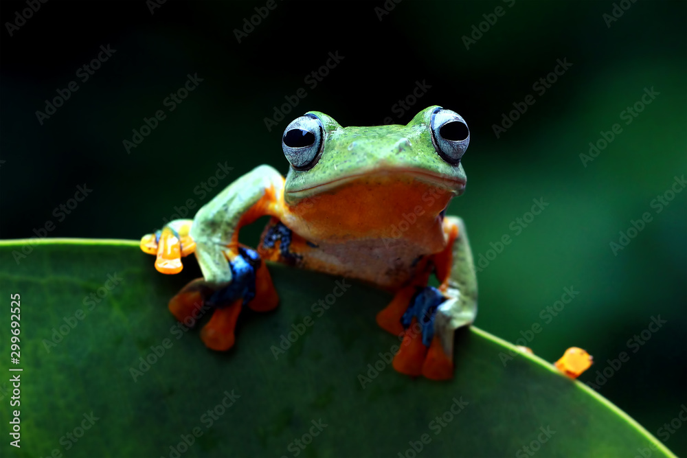 flying tree frog, javan tree frog, rhacophorus reinwardtii Stock Photo ...