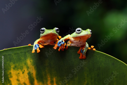 flying tree frog, javan tree frog, rhacophorus reinwardtii