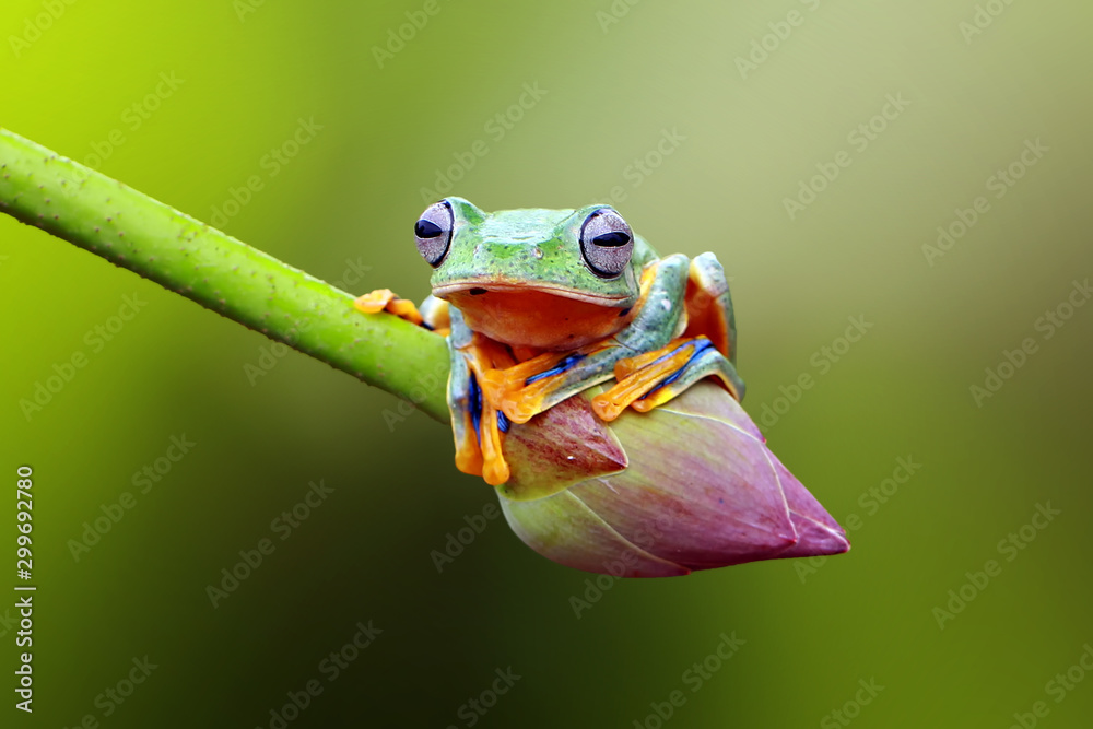 Naklejka premium flying tree frog, javan tree frog, rhacophorus reinwardtii
