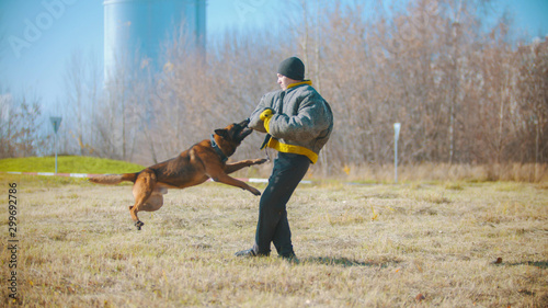 A man training his german shepherd dog - the dog clenching teeth on the hand in protective jacket