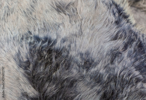 Tiled sheepskin wool, macro close up