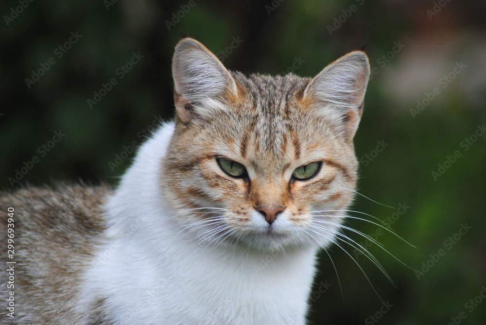gloomy cat looks and frowns, suspects something