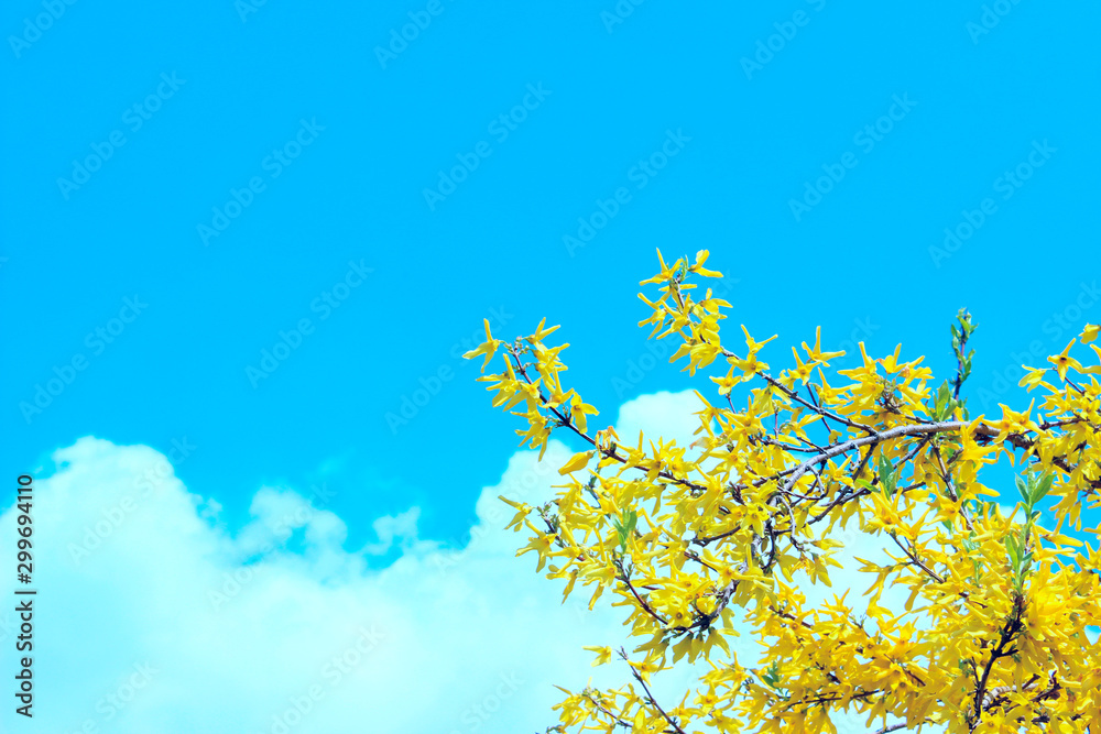 Cropped shot of branch with yellow flowers over blue sky background. Abstract nature background. Spring time, nature concept. 