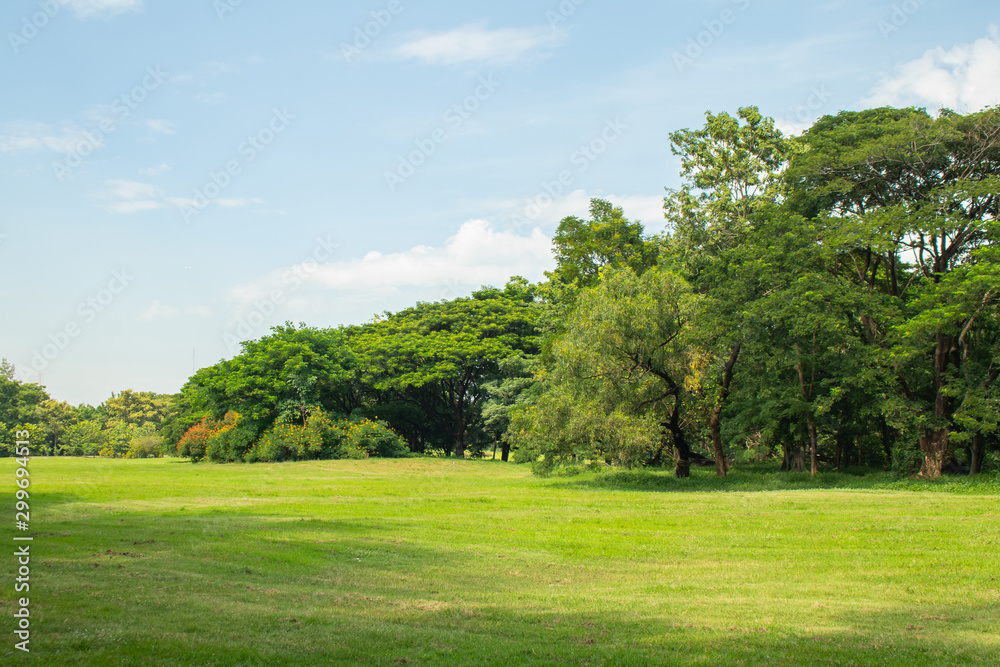 Beautiful of green lawn grass meadow field and trees in public park.