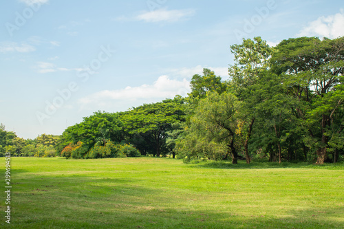 Beautiful of green lawn grass meadow field and trees in public park. © Angkana