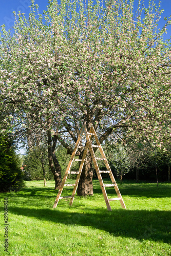 Apple Tree in Bloom